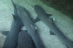 DCIM100GOPROGOPR9804.JPG