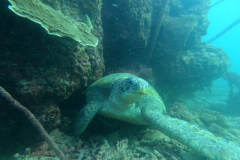 DCIM100GOPROGOPR3272.JPG